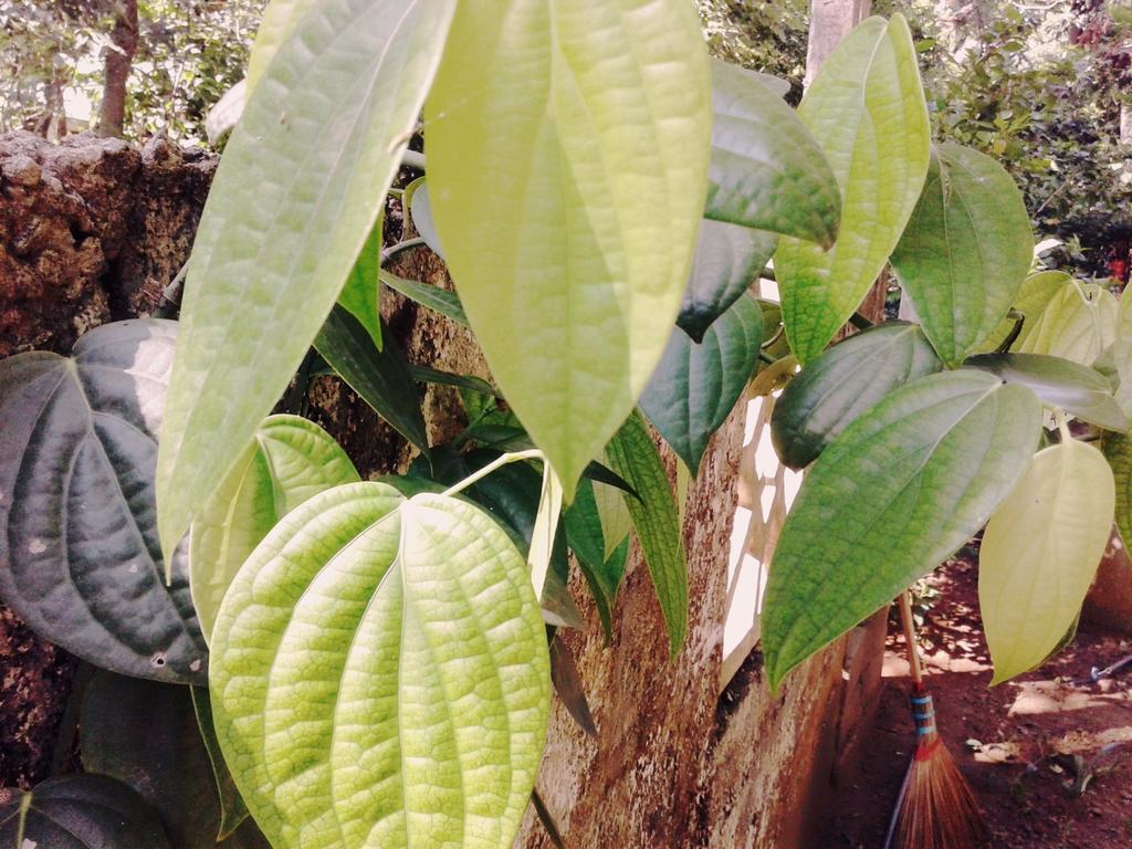Bluesky Guest House Dambulla Exterior foto